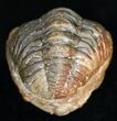 Bumpy, Enrolled Barrandeops (Phacops) Trilobite #11272-2